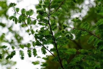 Green leaves of dawn redwood tree.