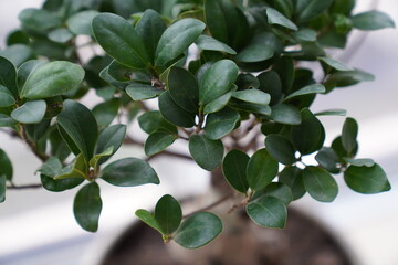 Closeup shot of a ficus microcarpa plant.