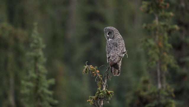Great Grey Owl in the Canadian Rockies