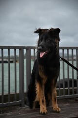 Black and brown Bohemian shepherd dog sitting on the pier