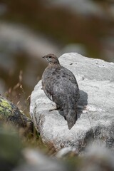 Gray Perdix perching on rock