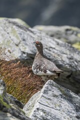 Gray Perdix perching on rock