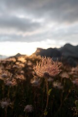 Closeup of blooming flowers in background of mountains during sunset