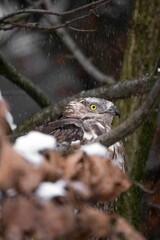 Close-up shot of a European honey buzzard perched on a branch on a snowy day