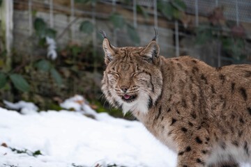Lynx walking in snowy area with wire fenced in area