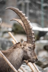 Selective focus shot of Alpine ibex (Capra ibex)