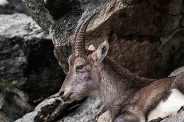 Closeup shot of Alpine ibex (Capra ibex)
