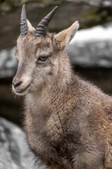 Naklejka na ściany i meble Closeup shot of Alpine ibex baby (Capra ibex)