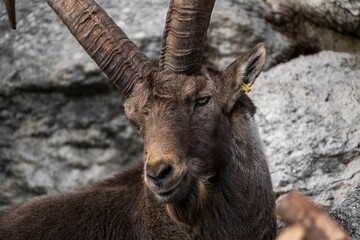 Closeup shot of Alpine ibex (Capra ibex)