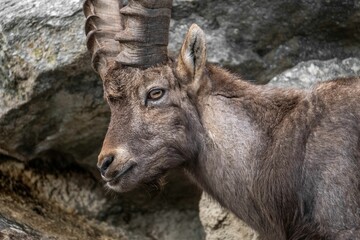 Closeup shot of Alpine ibex (Capra ibex)