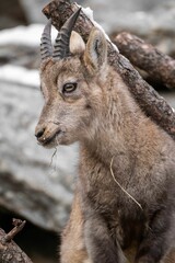 Naklejka na ściany i meble Closeup shot of Alpine ibex baby (Capra ibex)