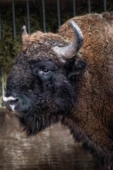 Closeup shot of bison at the zoo