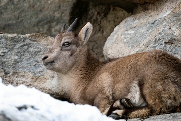 Closeup shot of Alpine ibex baby (Capra ibex)