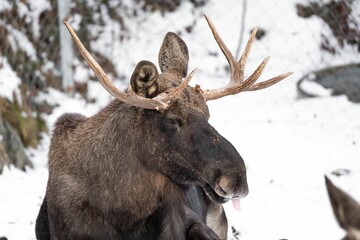 Closeup shot of moose in snowy forest