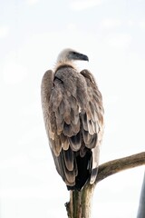 Eurasian griffon vulture (Gyps fulvus) perched on branch