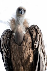Selective focus shot of Eurasian griffon vulture (Gyps fulvus)