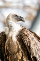 Selective focus shot of Eurasian griffon vulture (Gyps fulvus)