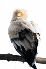 Egyptian vulture (Neophron percnopterus) perched on branch