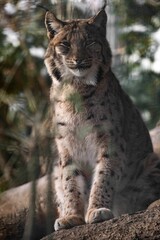 Naklejka na ściany i meble Selective focus shot of lynx in the forest