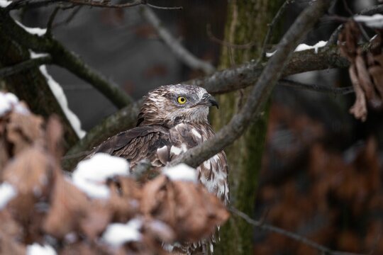 Close-up shot of a European honey buzzard perched on a branch on a snowy day