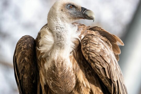 Selective focus shot of Eurasian griffon vulture (Gyps fulvus)
