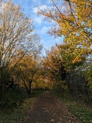 Vertical shot of a path passing through yellow trees against a blue cloudy sky on a sunny day
