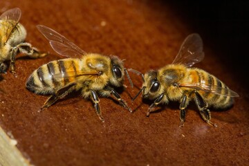 Closeup shot of two honey bees on a wooden surface