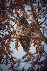 Vertical shot of a Long-eared owl (Asio otus) resting on the tree on the blurred background
