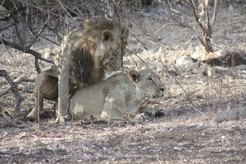 View of beautiful lion couple mating in a field with dry grass during sunrise