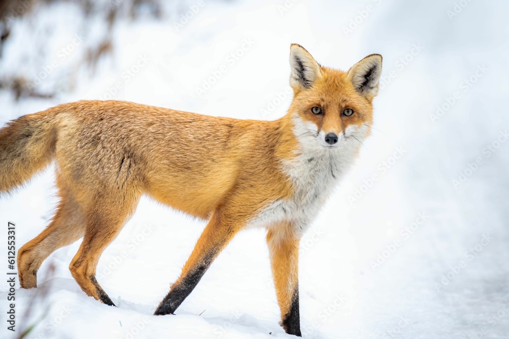 Sticker Red fox walking through the snow in the woods on a snowy day