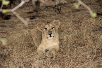 View of a cute lion cub on dry grass looking at the camera