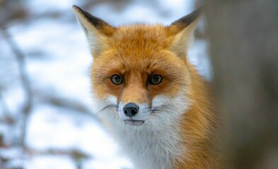 Naklejka na ściany i meble Close-up shot of a ginger fox in a blur