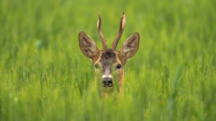Roe deer with antlers standing in a field of tall grass - Powered by Adobe