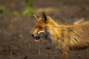 Fototapeta premium Red fox walking in the woods in spring