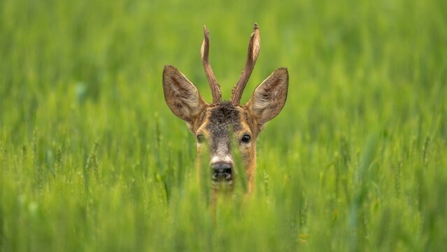 Roe deer with antlers standing in a field of tall grass