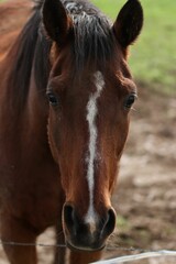 Vertical shot of the snout of a beautiful brown horse with the field in the blurred background