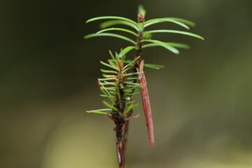 Closeup shot of a Marsh Labrador Tea stem (Rhododendron tomentosum) on the blurred background