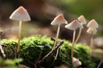 Closeup shot of small Mycena fungi grown in a forest on the blurred background