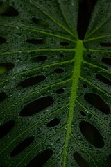 Fototapeta na wymiar Vertical shot of water drops on a monstera plant with a black background