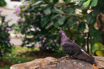 Closeup shot of a feral pigeon walking on the ground