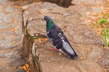 Closeup shot of a feral pigeon walking on the ground