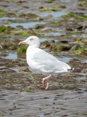 Vertical shot of a seagull on the shore