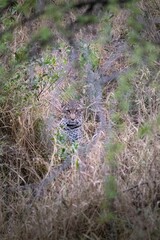 Vertical shot of an African leopard taken from behind a tree
