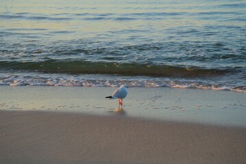 Fototapeta na wymiar Beautiful shot of a seagull near a seascape under the colorful clouds at sunset