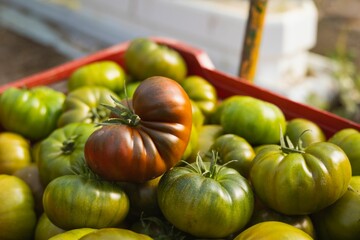 Green tomato on a red container