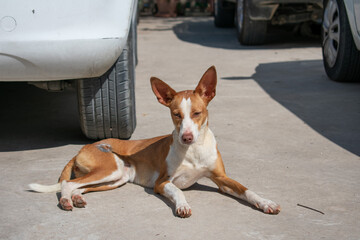 Hunting dog. Dog for hunting. Brown and white purebred Podenco with light-colored eyes looking at the camera.