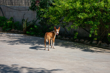 Hunting dog. Dog for hunting. Brown and white purebred Podenco with light-colored eyes looking at the camera.