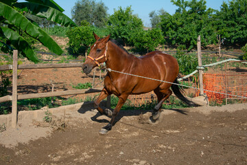 A brown horse running with reins in a sunlit stable with sandy ground. Sunny day with a horse...