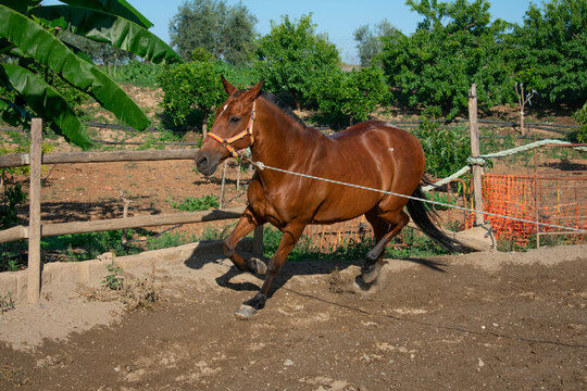 A brown horse running with reins in a sunlit stable with sandy ground. Sunny day with a horse running.