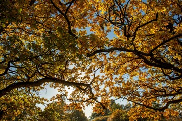 Low-angle view of a beautiful forest during autumn